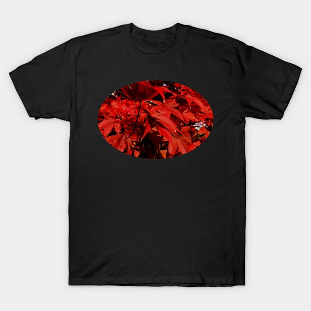 Red leaves in Autumn T-Shirt by Dturner29